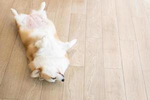 Corgi lying on his stomach. portrait of a funny Corgi photo