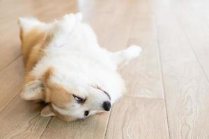 Corgi lying on his stomach. portrait of a funny Corgi photo