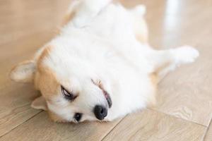 Corgi lying on his stomach. portrait of a funny Corgi photo