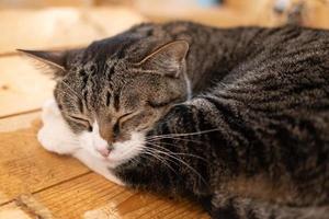 gato durmiendo en una mesa de madera. gato durmiendo foto