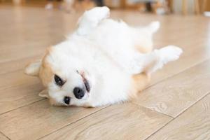 Corgi lying on his stomach. portrait of a funny Corgi photo