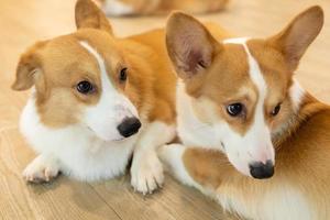 corgi adulto mirando alrededor en el suelo de madera. lindo cachorro corgi está tirado en el suelo foto