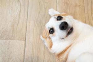 Adult corgi looking around on the wooden ground. Cute Puppy Corgi is lying on the floor photo