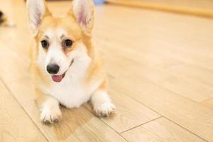 Adult corgi looking around on the wooden ground. Cute Puppy Corgi is lying on the floor photo