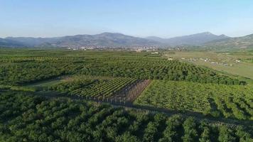 Fruit trees on farmland, wide plain. Fruit trees, fruit growing, agricultural lands in the wide plain plain.