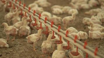 granja de engorde de pollos. pollos que consumen alimento. video