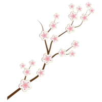 körsbärsblomma, sakura blommor png