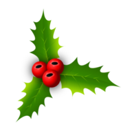 Holly berry set. Isolated holly berry png