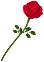 vermelho escuro, flor de rosa rubi com folhas verdes, png