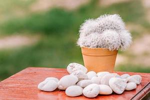 Collection of cactuses  Cactus wood, cactus in tree pot. Cactus plants on wood table and nature background. photo