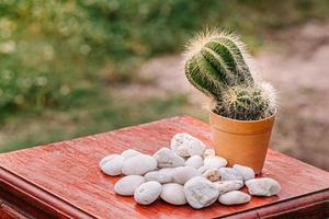 Collection of cactuses  Cactus wood, cactus in tree pot. Cactus plants on wood table and nature background. photo