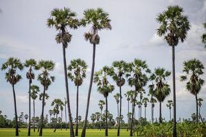 palm trees on the beach photo