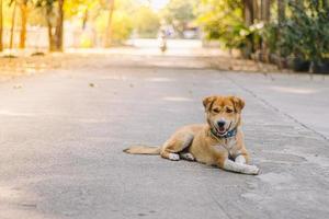 perro en la naturaleza perro detrás de la hierba y el bosque foto