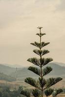 pine radiating branches growing beautifully, with mountains in the background in the bright morning atmosphere. photo