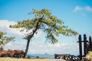 a tree in a field in moutain photo