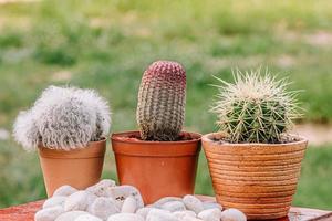Collection of cactuses  Cactus wood, cactus in tree pot. Cactus plants on wood table and nature background. photo