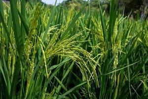 field of growing rice plants. green paddy. Cultivation of important crops of Thailand. photo