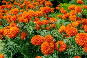 jardín de caléndula, hermoso jardín de flores al aire libre, las flores son de color naranja. foto