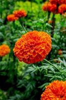 jardín de caléndula, hermoso jardín de flores al aire libre, las flores son de color naranja. foto