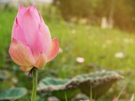 The pink lotus was blooming with a fair amount of sunlight. photo