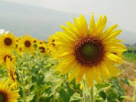 Sunflower fields blooming in the summer countryside. photo