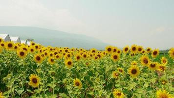 campos de girasoles que florecen en el campo de verano. foto