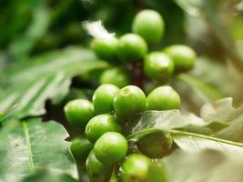 plantas de café y verduras frescas en una finca bien mantenida. foto