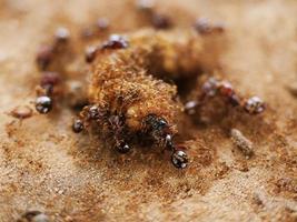 Ants are helping to carry food in unity. photo