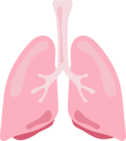 pulmão humano órgão interno anatomia png ilustração design plano