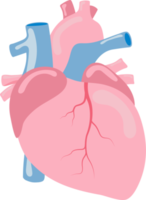 hart menselijk intern orgaan anatomie png illustratie plat ontwerp