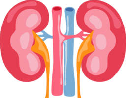 kidney human internal organ anatomy png illustration flat design