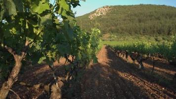 Grape growing vineyard. Newly growing grapes in the vineyard. video