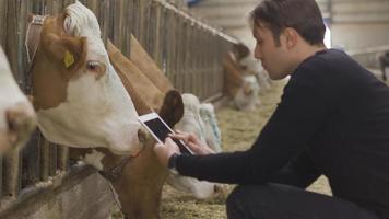 boer met tablet op moderne melkveebedrijf. boer kijkt naar koe in moderne schuur en maakt aantekeningen op tablet. video