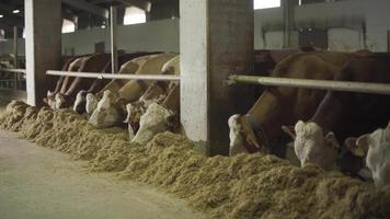 fazenda de leite de vaca, vacas comendo ração. vacas comendo feno e forragem no celeiro. Fazenda de gado leiteiro. video