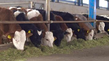 Fattening calves. Cattle breeding Calves eating green grass in the barn. video