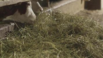 veaux à l'engrais. élevage bovin. veaux mangeant de l'herbe verte dans la grange. video