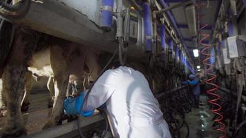 Farmer connecting milking device to cow udder. In the milking unit, the farmer connects the milking device to the cow's udder. video