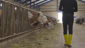 allevamento di vacche da latte. controllare l'alimentazione con la moderna mano dell'agricoltore. contadino che esamina il mangime davanti alle mucche nella stalla e prende appunti sulla tavoletta. video