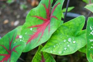 Araceae leaves and droup water in morning Thailand photo