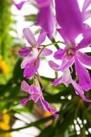 Purple and white orchid flowers hanging naturally in a beautiful Thai garden photo