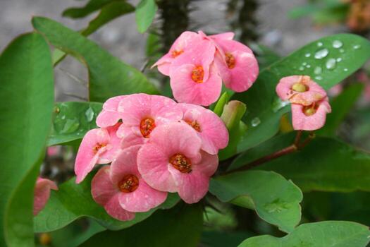 Poi Sian flowers and morning drops in the garden photo