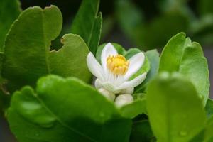 las flores blancas de limón están floreciendo en el jardín tailandés. y gotea agua foto