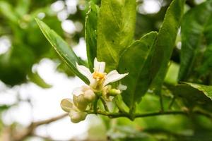 The white lemon flowers are blooming in the Thai garden. and droup water photo