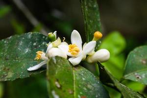 Lime blossoms bloom in the morning garden of Thailand.2 photo