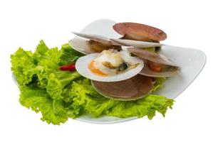 Raw fresh scallops photo