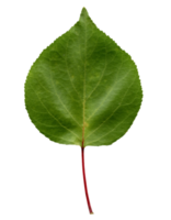 aprikosträd blad transparent png