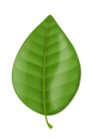 Realistic lemon tree leaf with gradient png