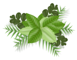 bouquet isolé réaliste de feuilles vertes png