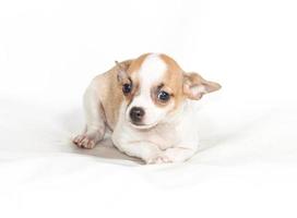 Chihuahua puppy on white background photo