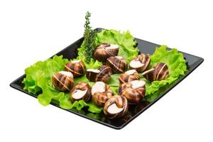 Escargot snails on a plate photo